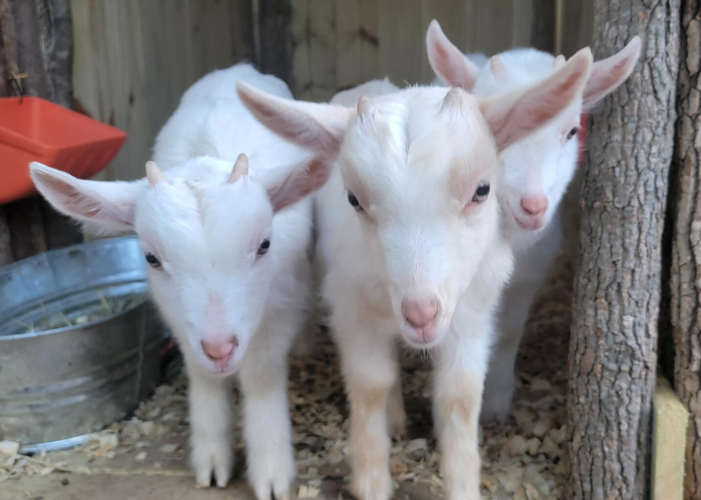 The mascots: Babe Ruth, Crouton, and Sir Bubba Wellington!